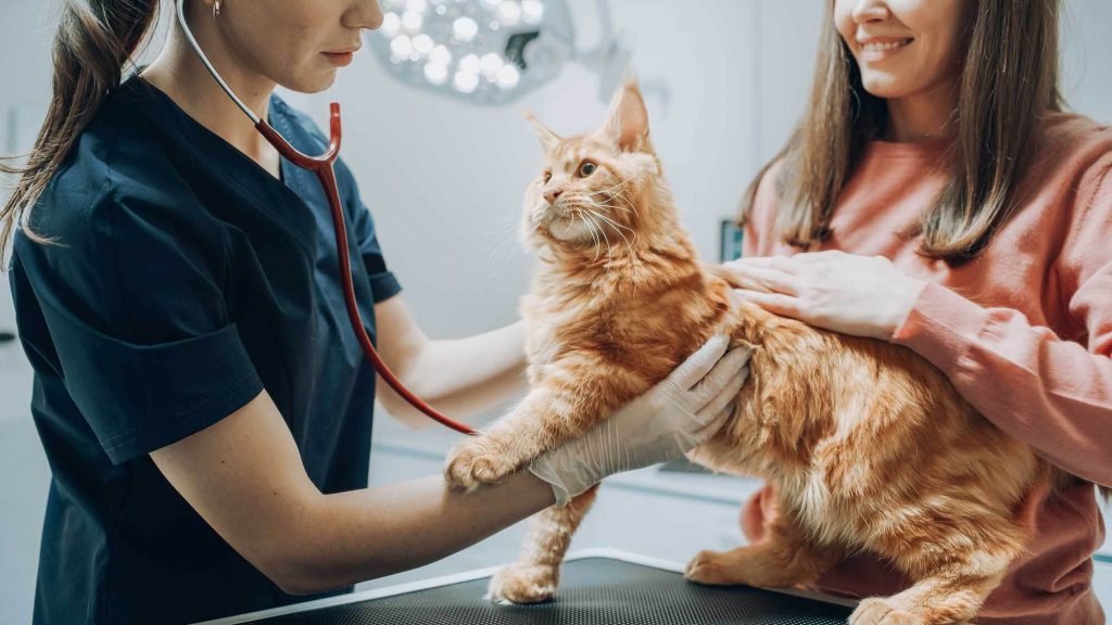 Cat Friendly Hospital
