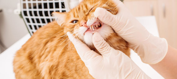 Dental examination